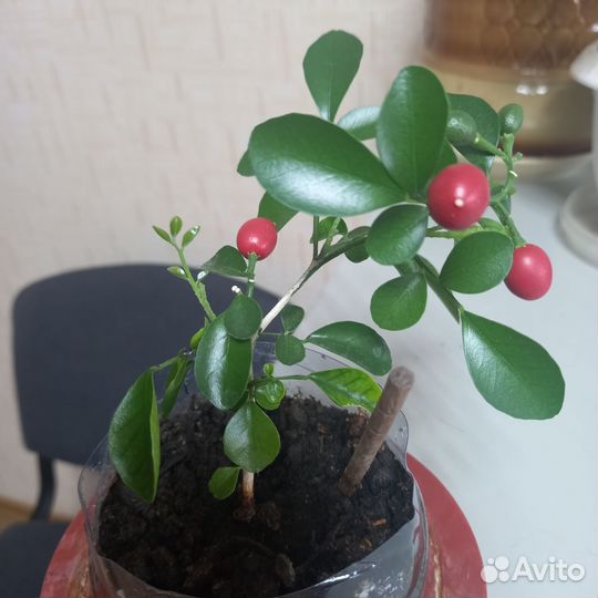 Мурайя метельчатая