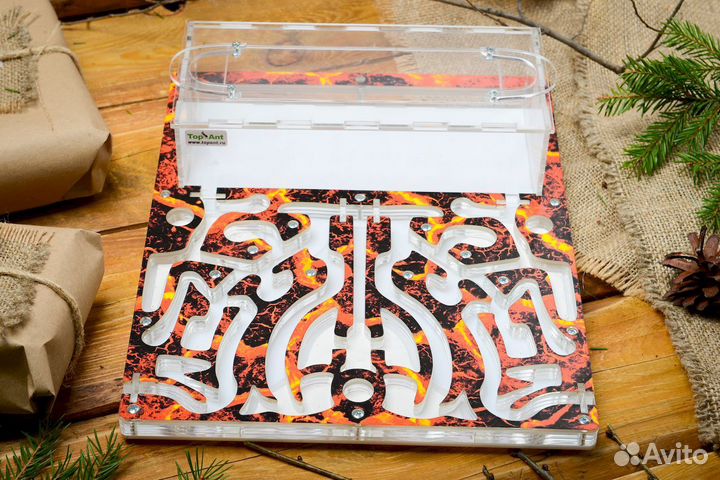 Муравьиная ферма / Формикарий