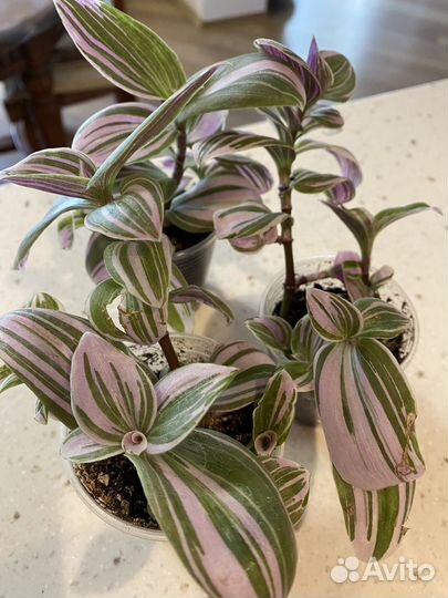 Комнатные цветы