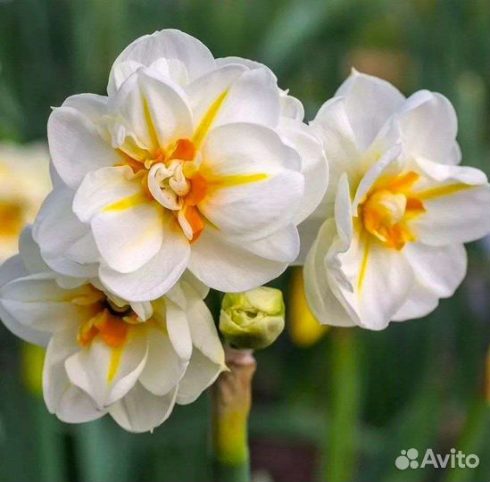 Луковицы нарциссов