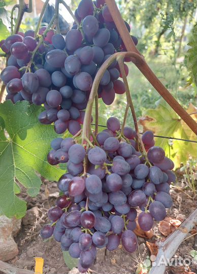 Черенки, саженцы винограда