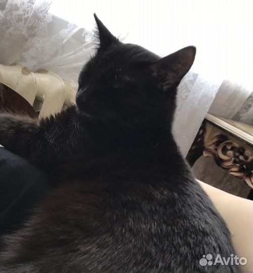 Отдам кота в добрые руки