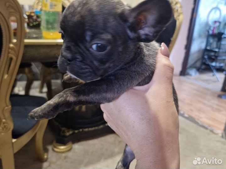 Французский бульдог