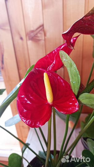 Антуриум Эдисон