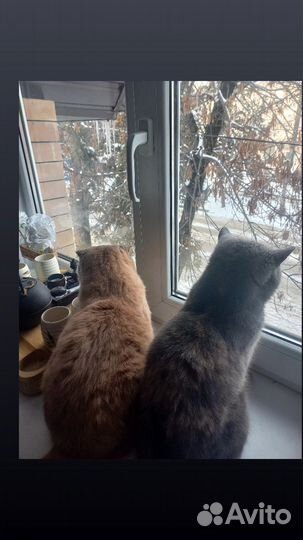 Коты для вязки ищем