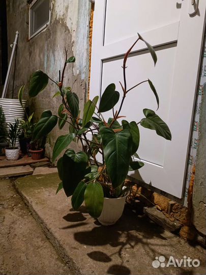 Комнатные цветы антуриум