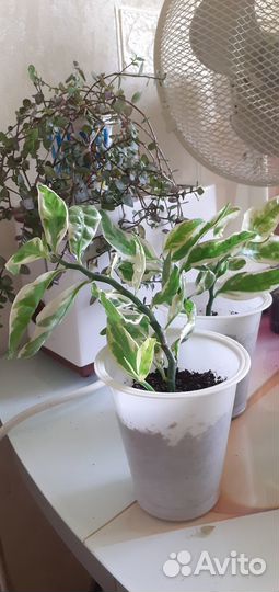 Комнатные домашние растения