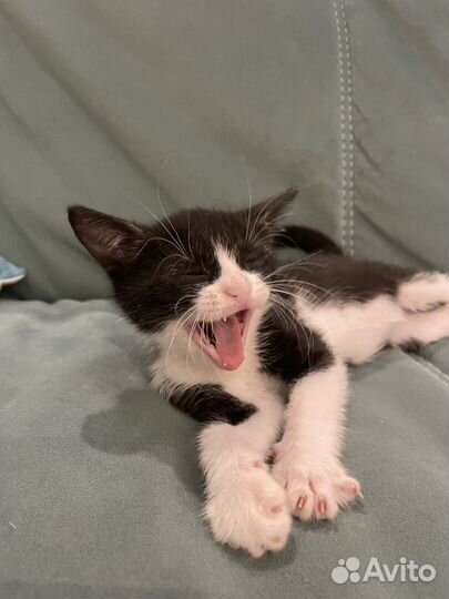 Черно белая кошка