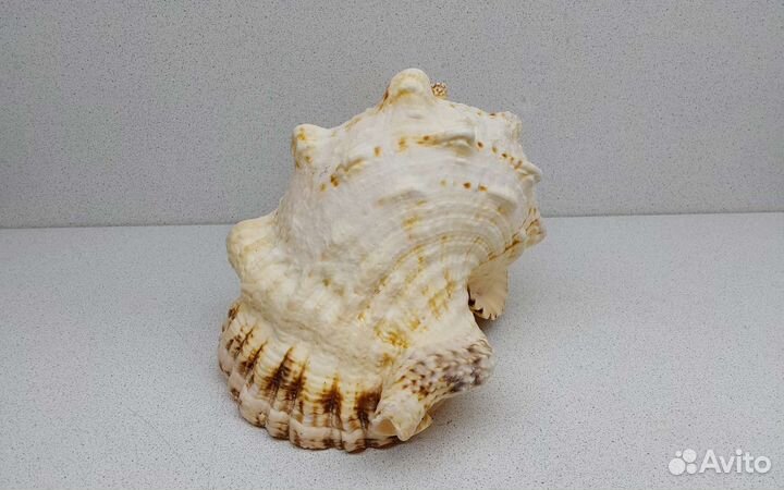 Бурса Буба 26,4 морская ракушка раковина