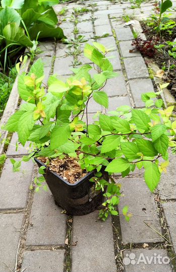 Спирея японская