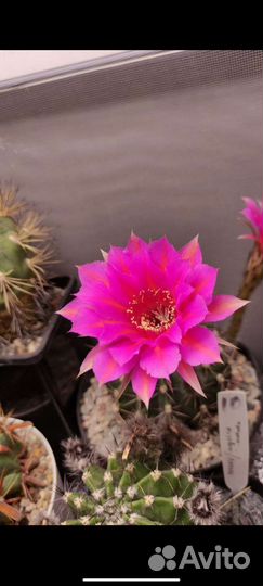 Гибридный эхинопсис семена