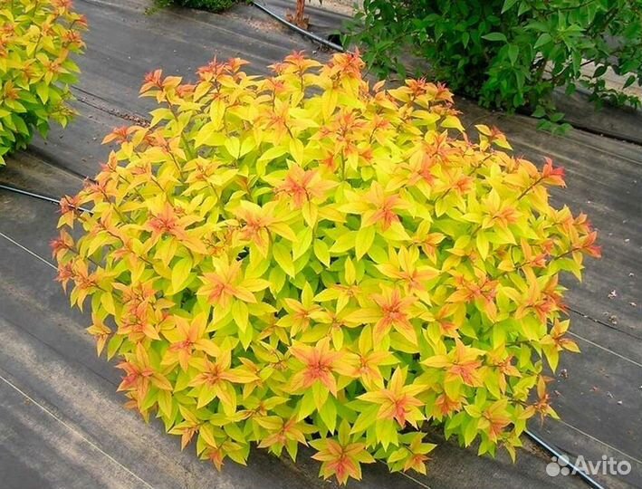 Спирея японская, саженцы от 35 см и выше