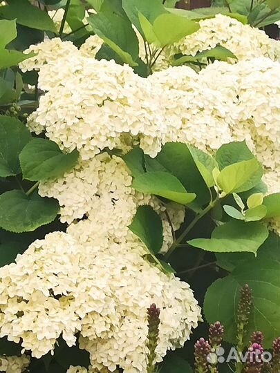 Гортензия аннабель
