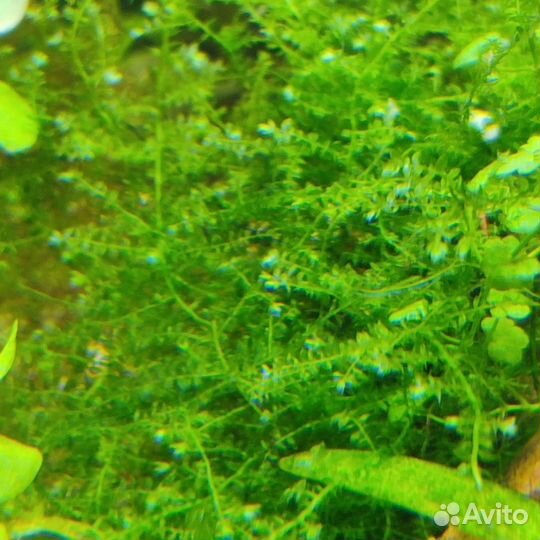 Растения для аквариума