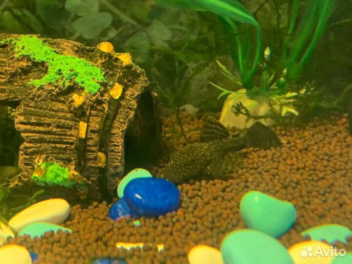Аквариум