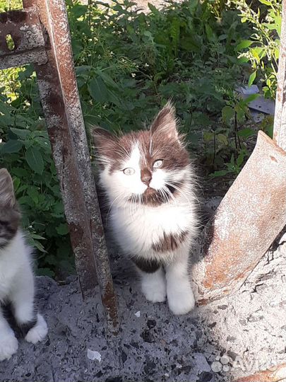 Кошка в дар бесплатно