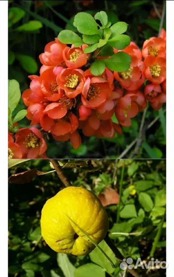 Айва японская хеномелес