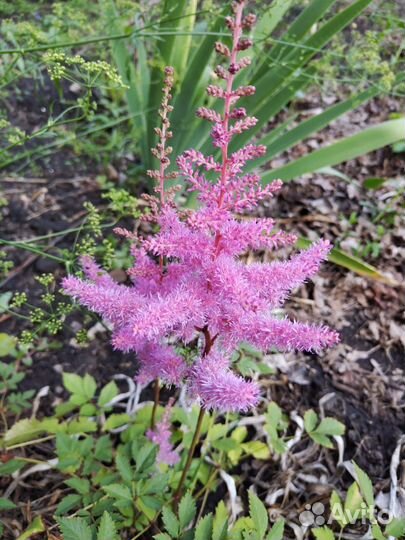 Астильба, пионы, ирисы