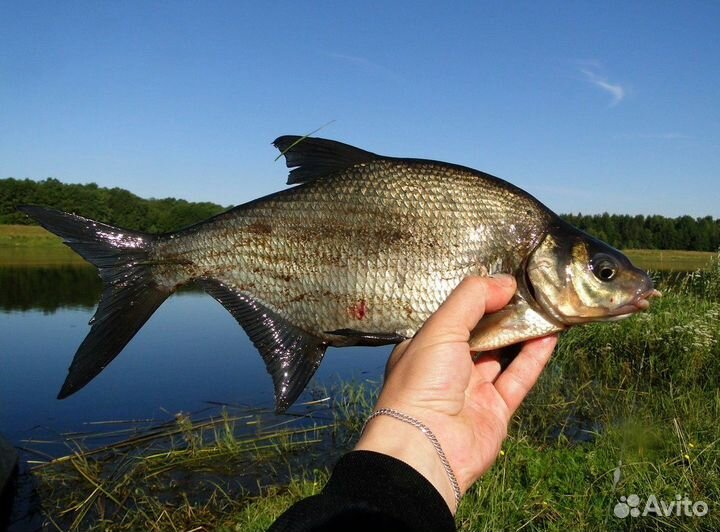 Свежая речная рыба