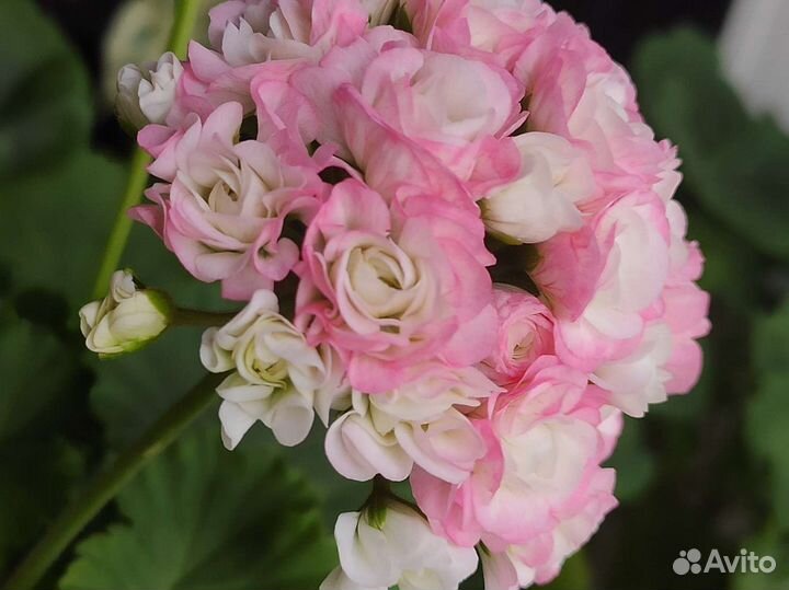 Пеларгония герань розебудная