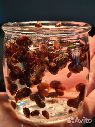 Улитки катушки