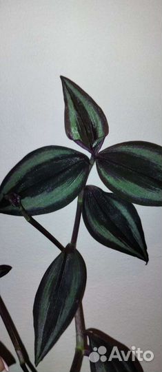 Традесканции сортовые