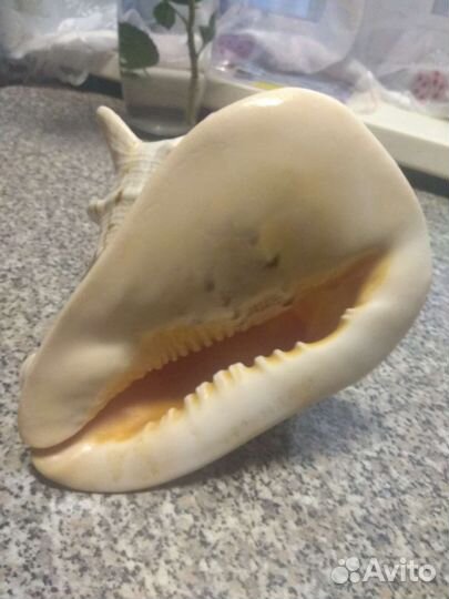 Ракушка большая