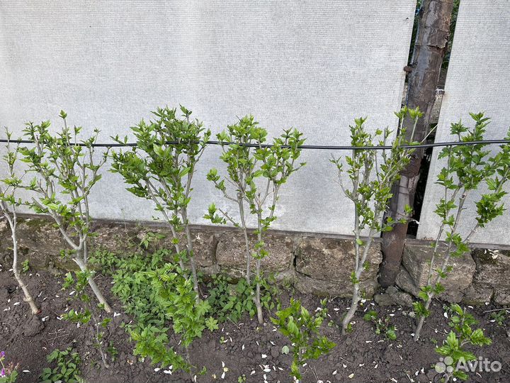 Гибискус кустовой