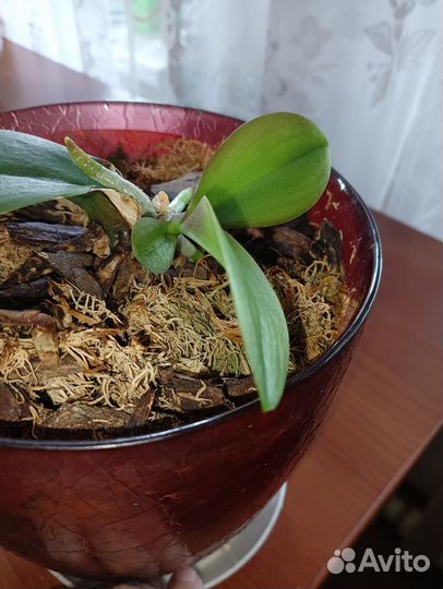 Детка на обмен