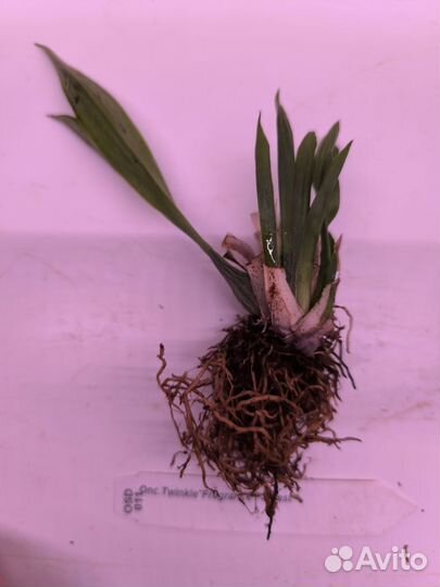 Орхидея онцидиум Fragrance Fantast