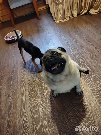 Передержка животных