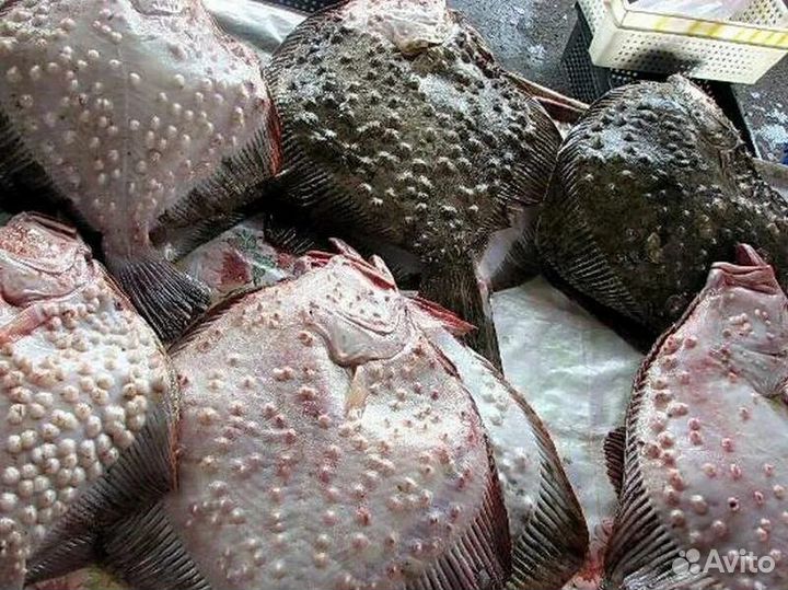 Камбала черноморская