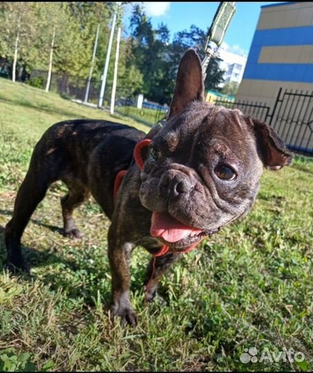 Французский бульдог