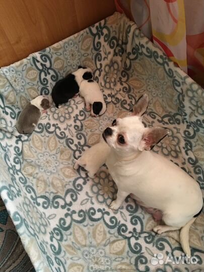Щенки чихуахуа мини девочки