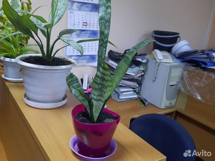 Сансевиерия, алоэ, колеос