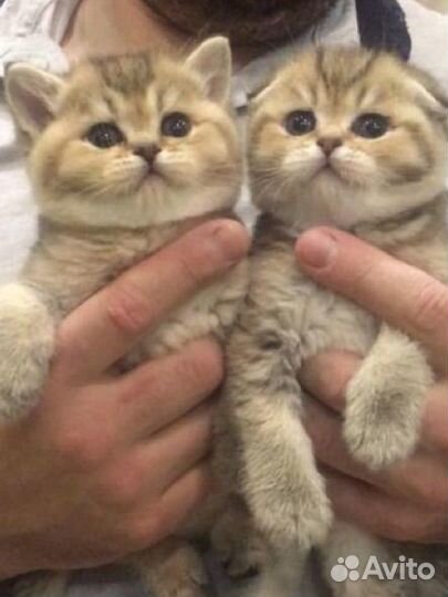 Анонс. Шотландские котята