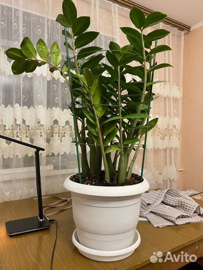 Замиокулькас