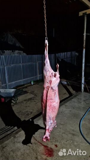 Мясо для собак