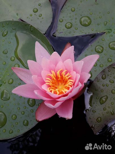 Нимфея Понтедерия Зебринус Рогоз