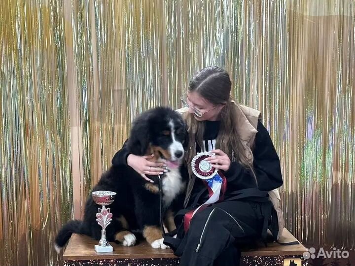 Щенки Чемпионов