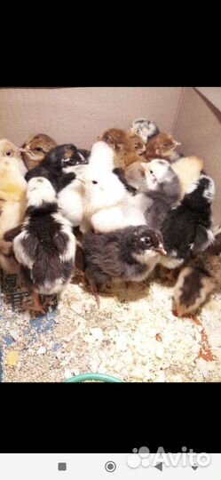 Цыплята