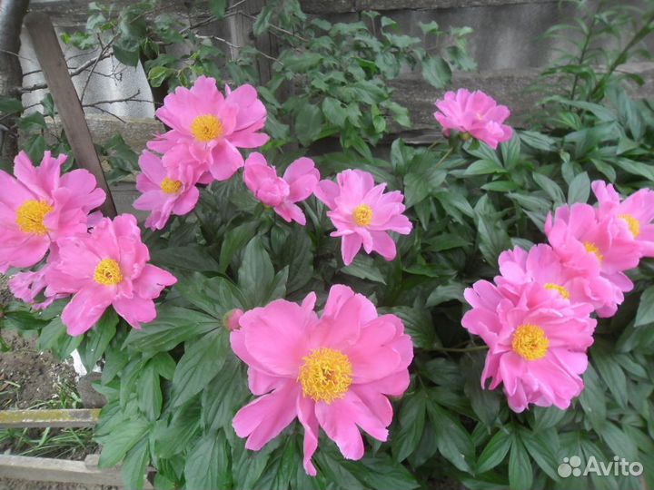 Пионы травянистые саженцы