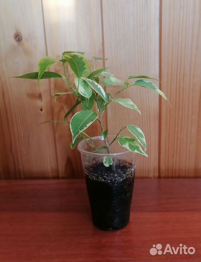 Фикус бенджамина пестролистный