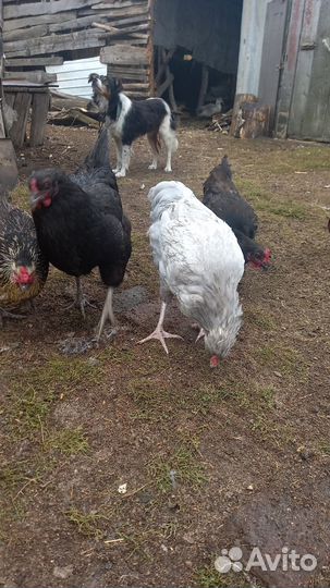 Молодой петушок