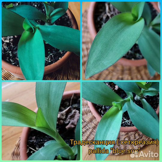 Традесканции сортовые часть 4
