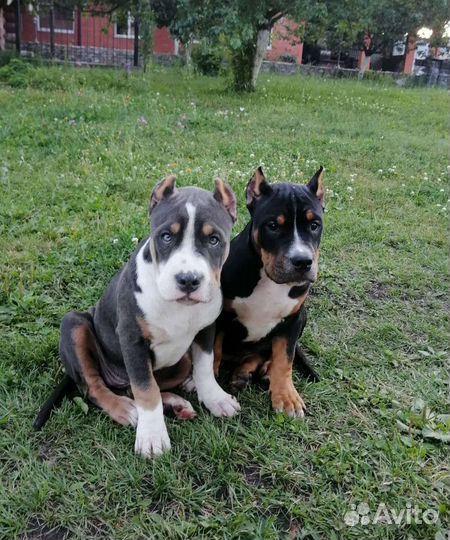 Американский булли classic