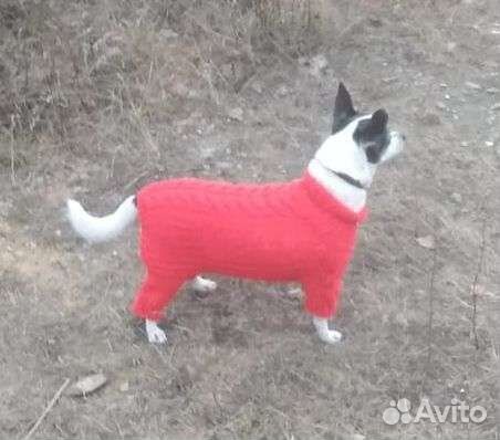 Вязаная одежда для собак и кошек