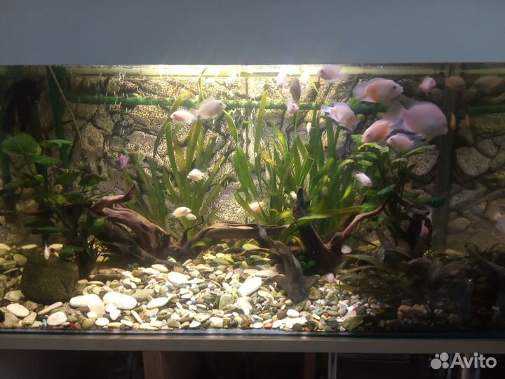Аквариум 250 литров с тумбой