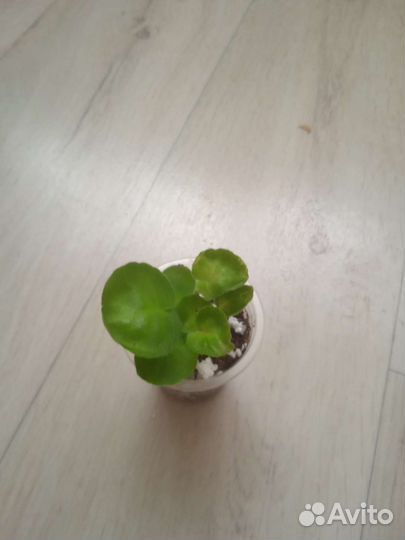 Фиалка рс- Герцогиня, нд-Мурзилка