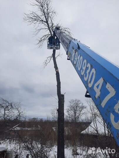 Спил и опил деревьев